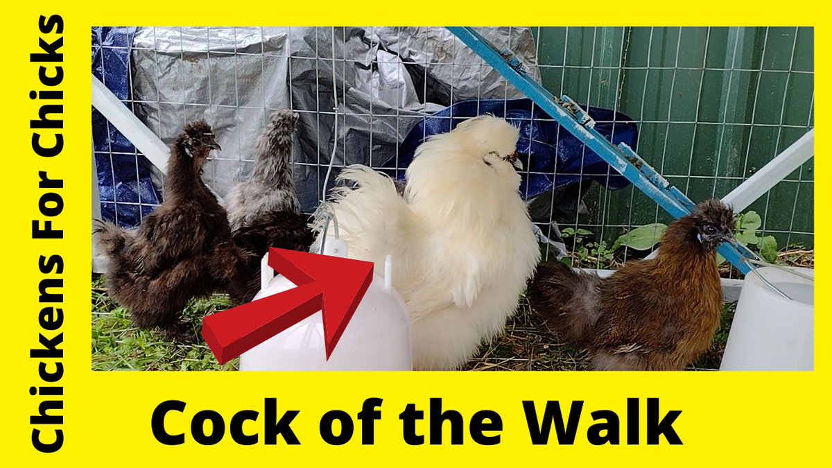 Adult Chicken Flick Combo Several Days
i.mtr.cool/kvbtnggbma
#chickens #backyardchickens #silkiechicken