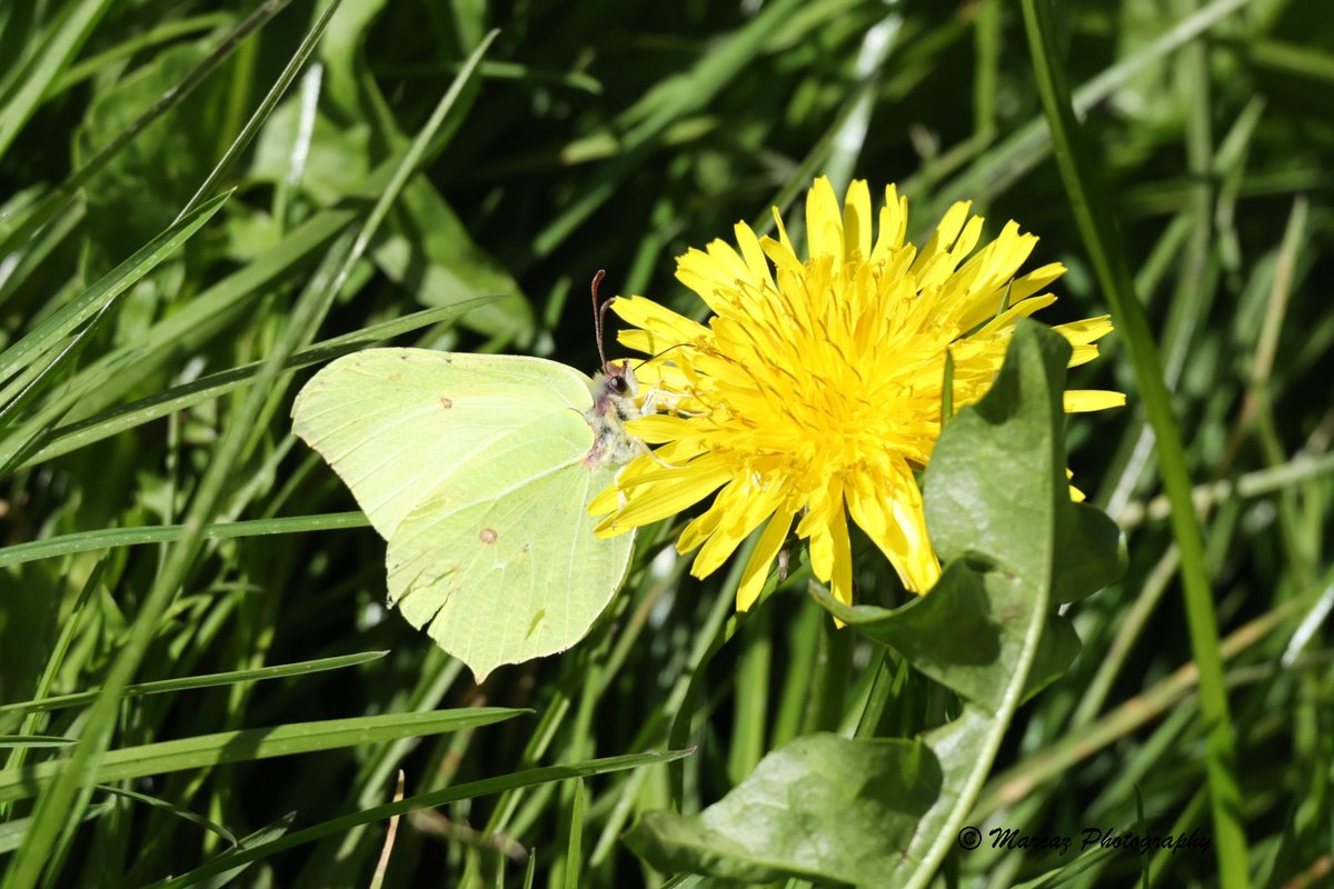 Brimstone Butterflies on Grovelands in Warminster. Taken by Carolyn, 20/04/2024. @WiltsWildlife @BC_Wiltshire @savebutterflies