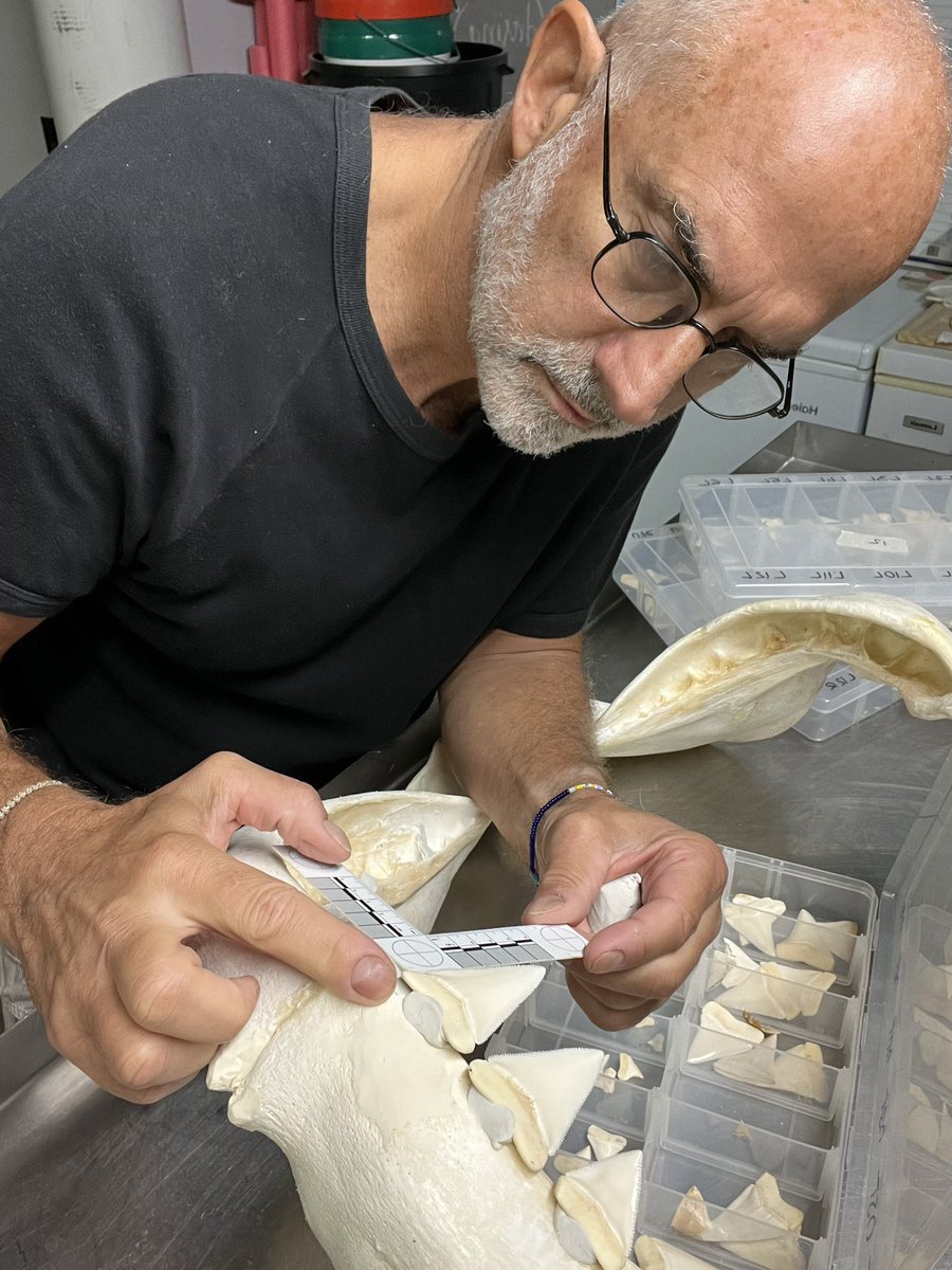 Getting the distance between teeth right whilst putting back teeth in a 3.9 metre White shark #elasmomorph #whiteshark #sharkteeth