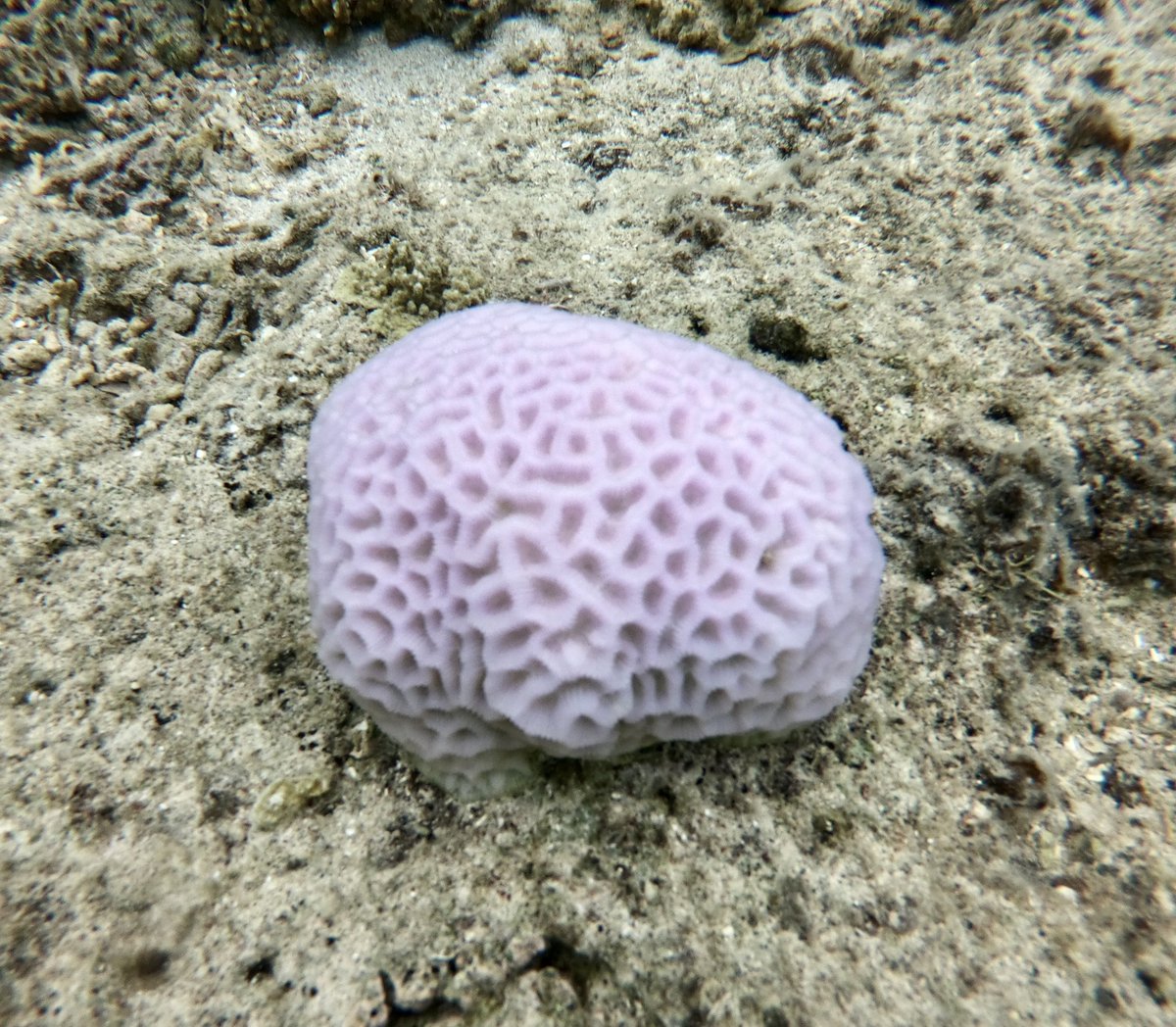 Have you ever seen a coral that looks like a brain? 🧠 It’s called, as you could have guessed, “brain coral”. It’s so smart that it knows how to live for up to 900 years 🤓