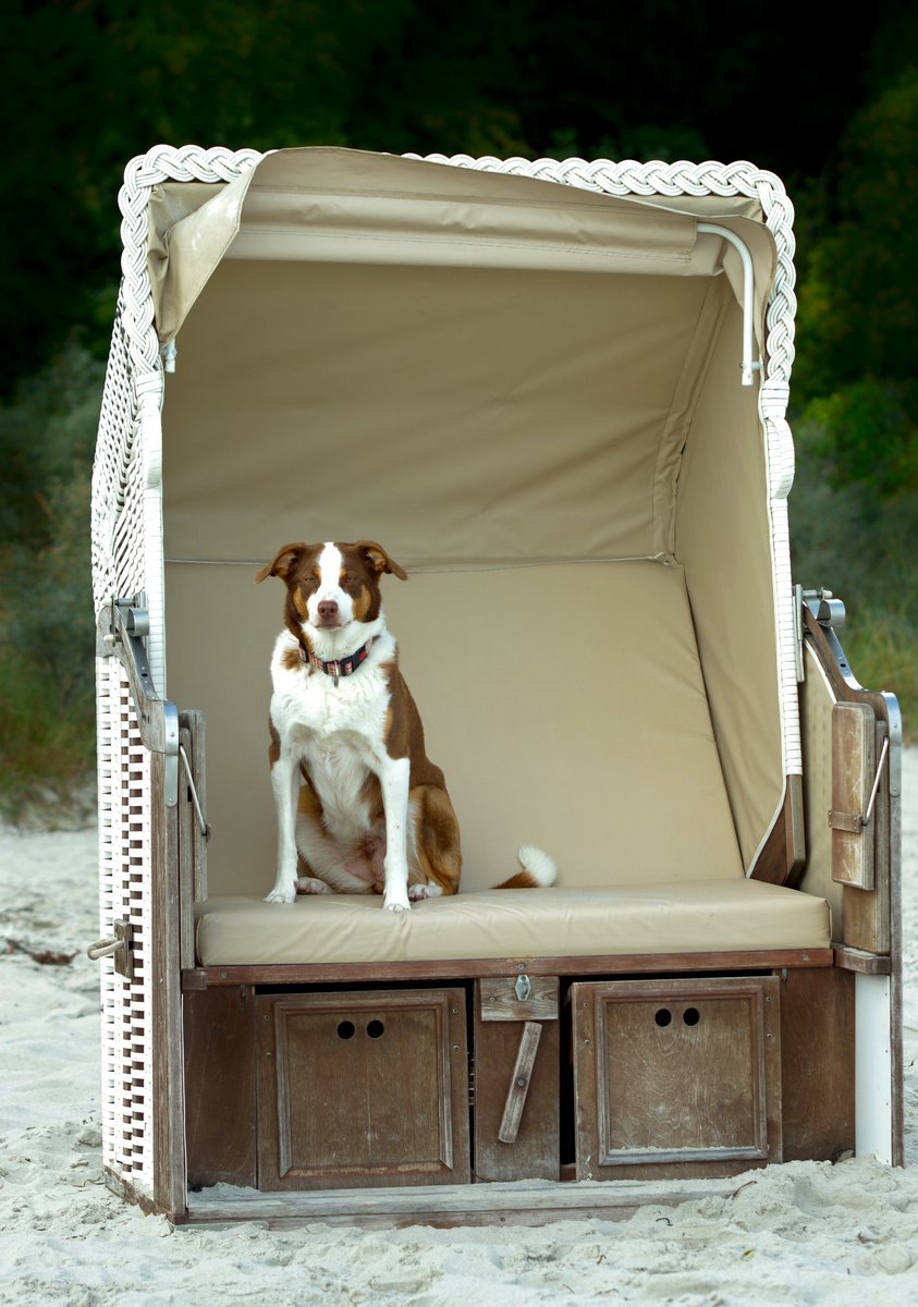 Bin mal kurz entfleucht und penn' am Strand. Welche Musikkassette bringst du mit,damit du die Nacht mit mir im Strandkorb unter dem Sternenzelt verbringen darfst ? #Dogs #KuschelnKostetExtra #NOSE