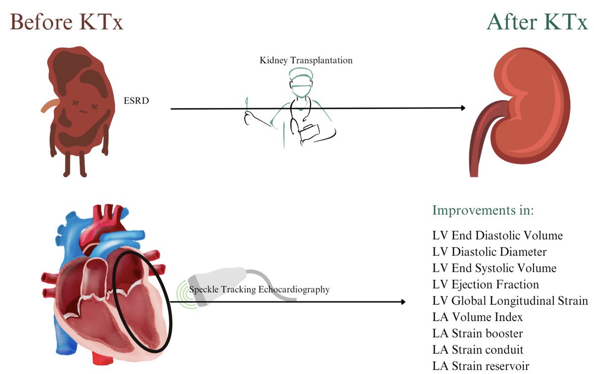 💡Editor's pick of the week ‼️ 2 aims: 1) to investigate alterations in LA and LV strain s/p KTx 2) identify independent factors predicting impaired strain parameters @alessia_gimelli @JGrapsa @ESC_Journals @EZancanaroMD @ESC_Lavinia @ShehabAnwer doi.org/10.1093/ehjimp…