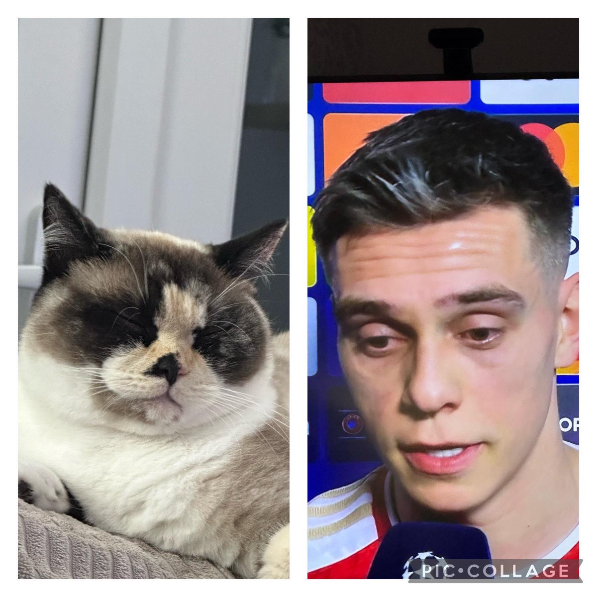 Scuzzie2k's tweet photo. @Arsenal @LTrossard my cat is your double 👌 but can’t score like you https://t.co/hbPOkDmpuH