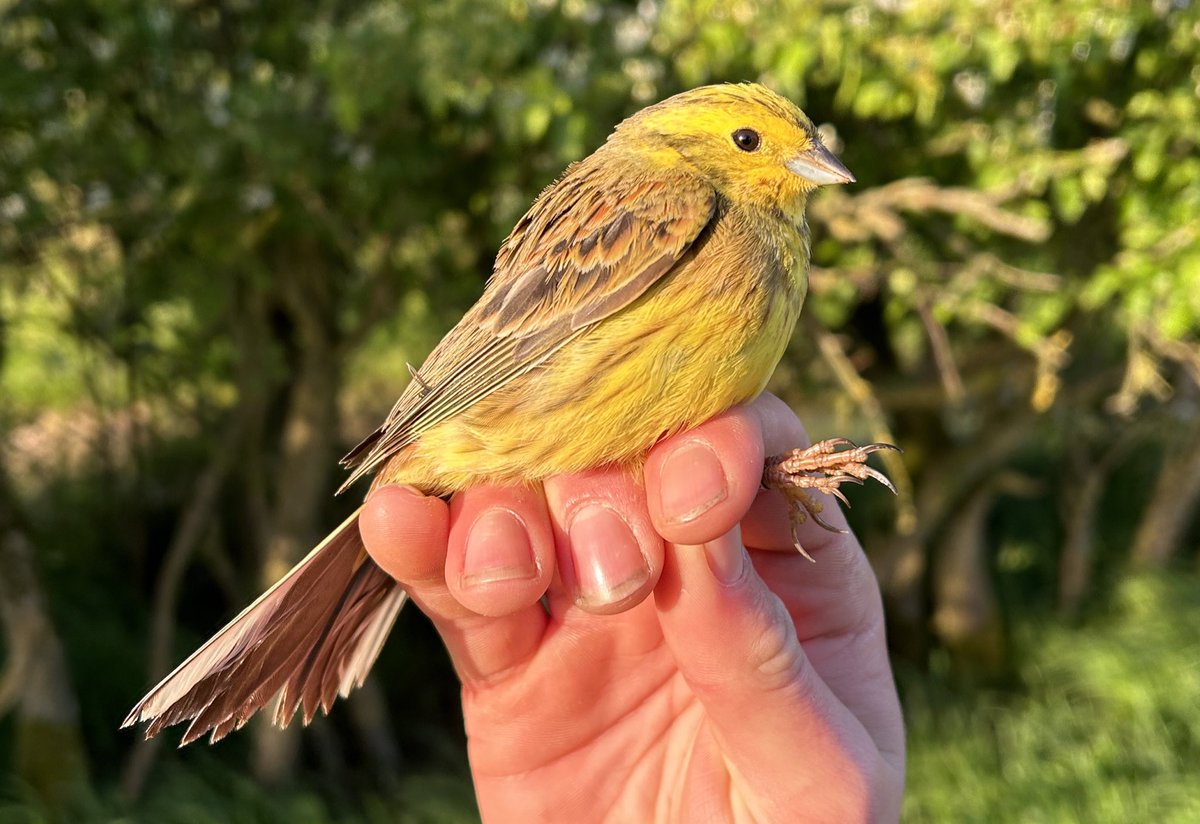 Farmland birds are coming into breeding condition and winter flocks have begun to disperse across the landscape with noticeably more males now singing and setting up territories. This made for a quiet morning with 51 birds caught, including 45 Yellowhammers.