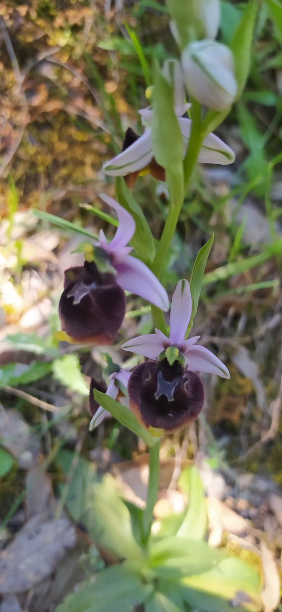 Looks like we found Ophrys fuciflora chestermanii - a orchid subspecies (some say species) only found in SW Sardinia 🙂 @naturetrektours