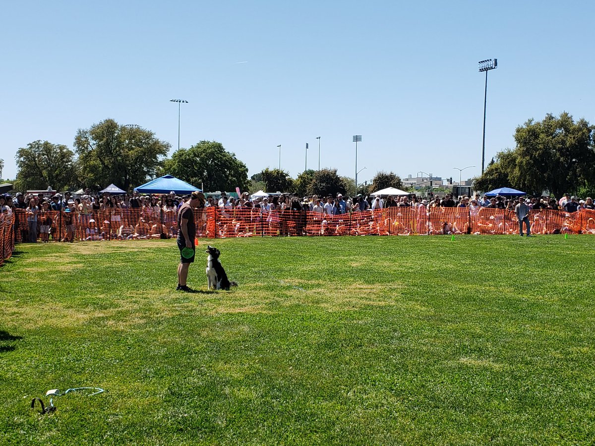 It's @ucdavis Picnic Day! Fyn competed in the dog frisbee competition!