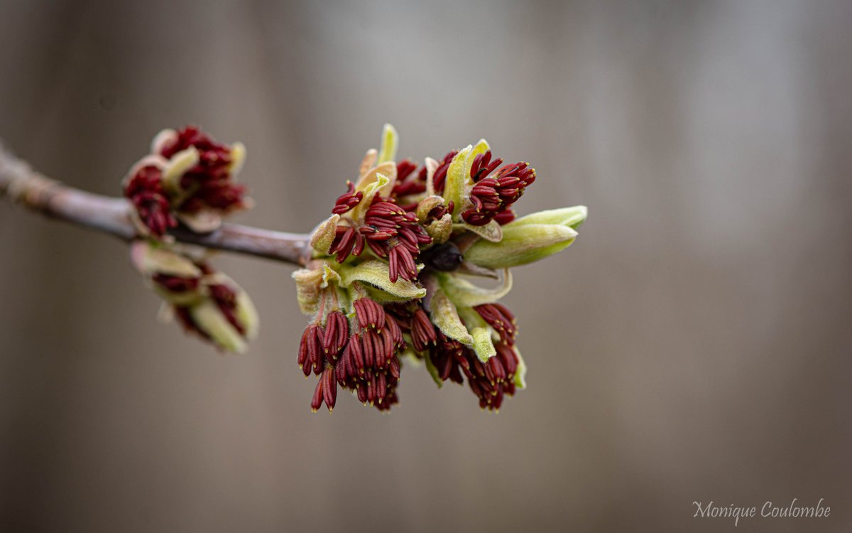 It's happening...Spring flowers 🙂

Acer Negundo flower buds

#TwitterNaturePhotography #twitternaturecommunity #macrophotography #springflowers #nature #NaturePhotography