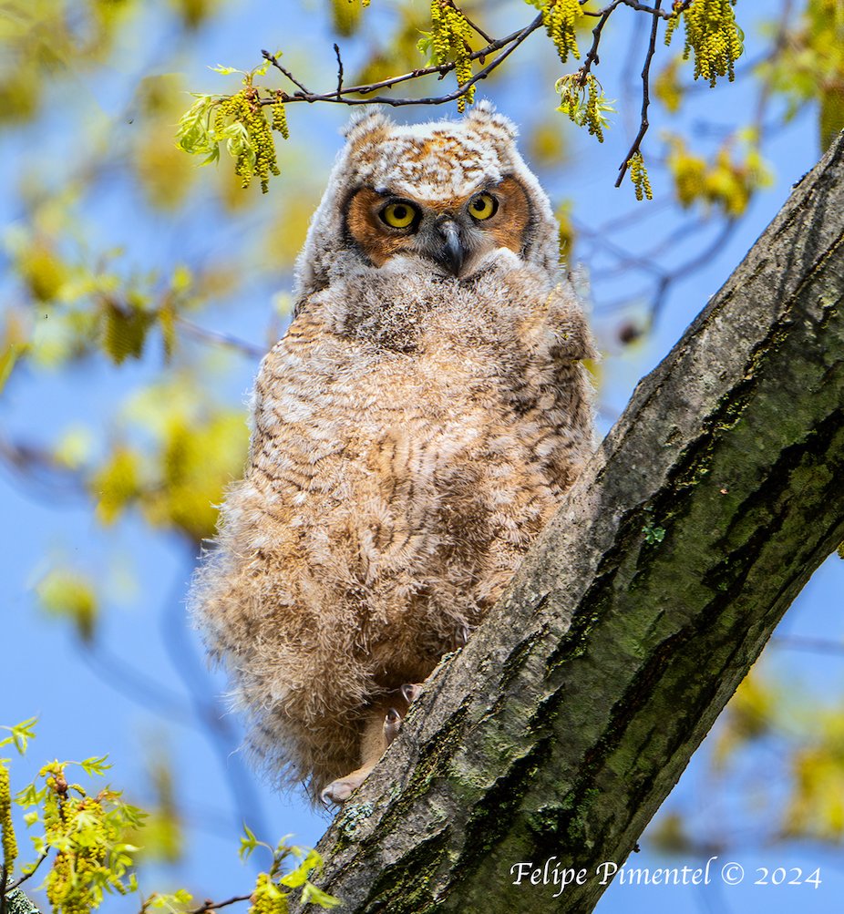 Great-Horned owlet, (Bubo virginianus). Seen in New Jersey. #wildlifephotography #birdphotography #birdwatching #BirdsSeenIn2024 #TwitterNatureCommunity #wildlife #BirdTwittern #owls