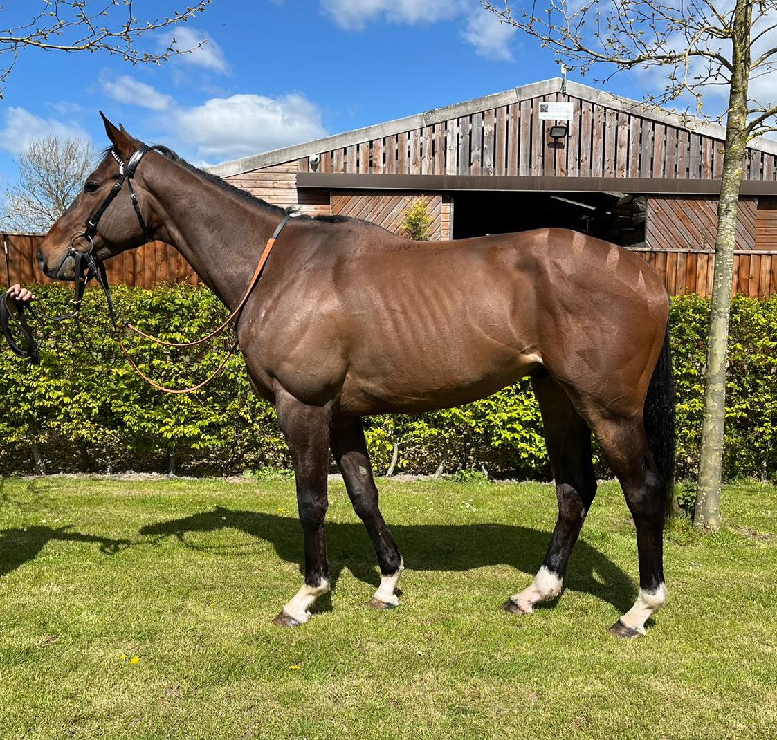 💥 For Sale 💥 Standupanddeliver This 5 year old son by Blue Bresil has recently joined us having been placed in 1 of his 4 starts in the Irish point to point field. He looks a nice prospect for novice hurdles next season. For more details 📧 office@rglracing.co.uk