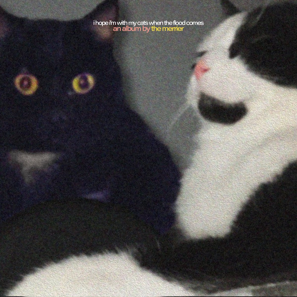 .@merriermerrier has a dreamo LP coming out in less than a week! Don't forget to presave 'i hope i'm with my cats when the flood comes' featuring a lot of great emo/diy artists including @gabbofrank666 @oldphonela @palettestaches @eichlers__ @masakiio_ @heyilyforever + more!
