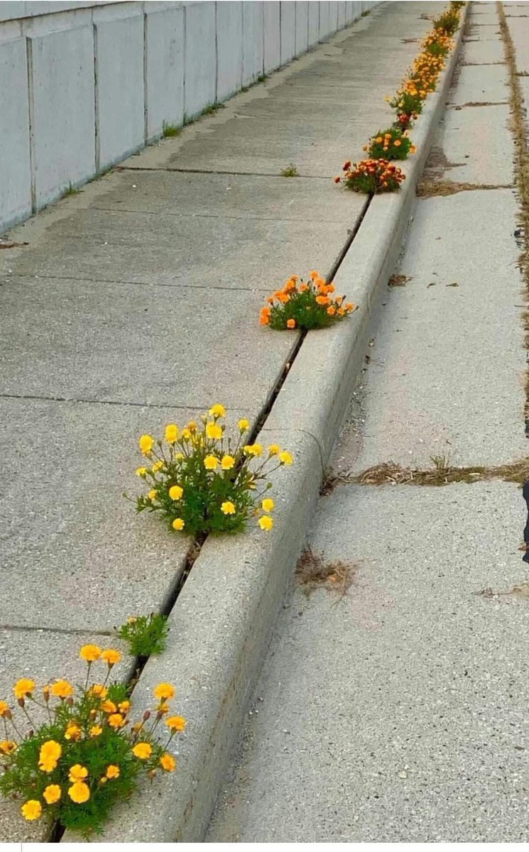 Il s'agit d'une expérience menée par des enfants de maternelle. Ils ont laissé tomber des graines dans la fente du trottoir pour voir ce qui se passerait.