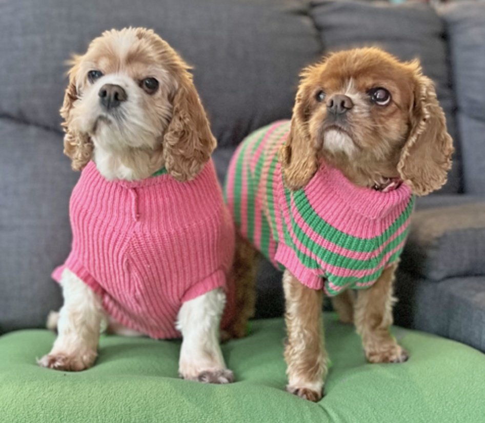 Lamby Pie and Lil Red here wishing you a happy #SeniorPupSaturday from Olympia WA. Lamby is like Rose and I'm like Sophia, I tell it like it is. You can't do better than a couple of golden girls for companions, our ❤️s are pure, we're pals and confidants. CavalierrescueUSA.org