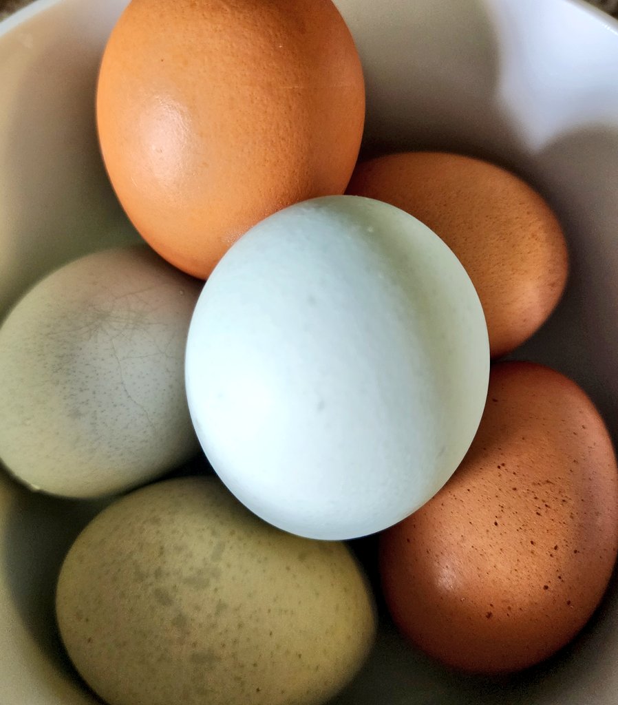 Tracy Shuchart (𝒞𝒽𝒾 ) tweet media