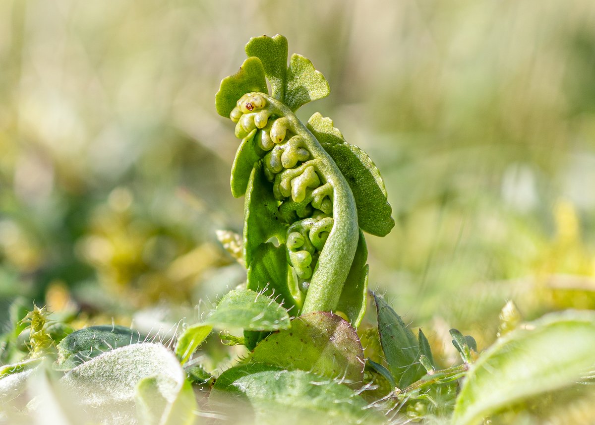 Highlight of my day on a visit to Saltfleetby-Theddlethorpe Dunes NNR was seeing several tiny emerging Moonwort, scarcely 2 cm tall. Must be at least 35 years since I last saw it in Derbyshire. Thanks to @CKirbyLambert for finding the first one... @BSBIbotany