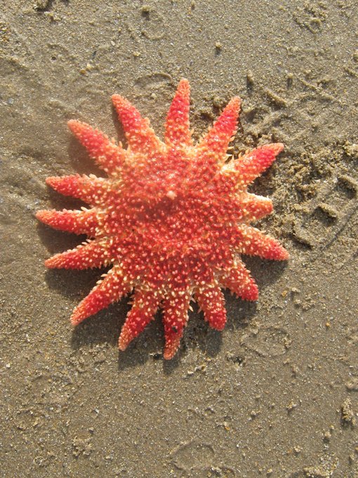 Rt @wef This sea star was almost killed off. Now scientists are breeding it to help fight climate change wef.ch/3f6WJwQ #Biodiversity #OceanDialogues