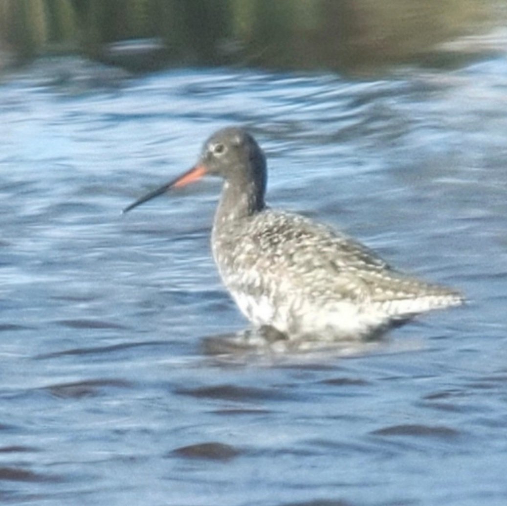 Don't get many of these at Cors Caron aka Tregaron Bog.