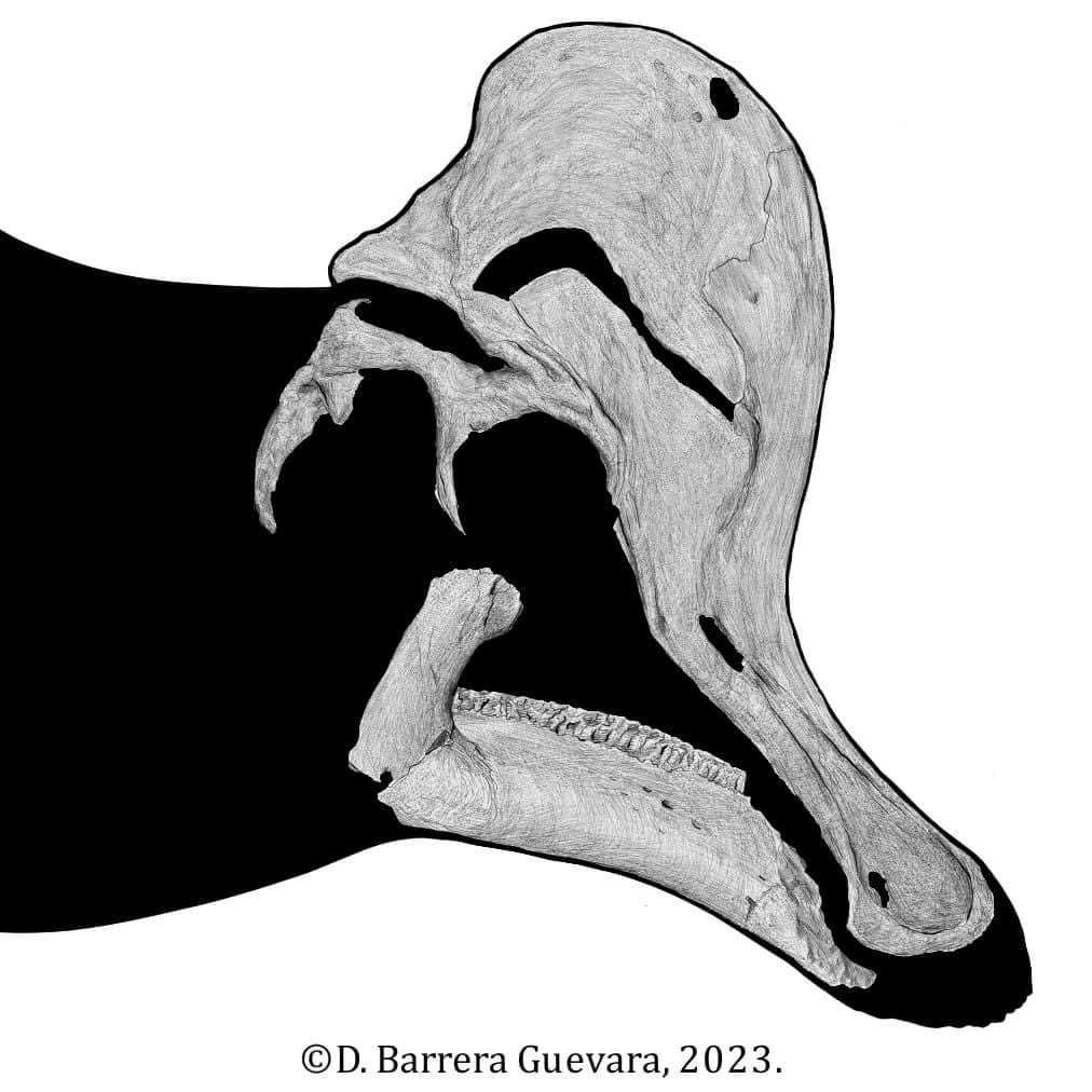 Corythosaurus “excavatus”

Gilmore, 1932.

Bramble et al., 2017.

UALVP 13 - TMP 1992.036.0250