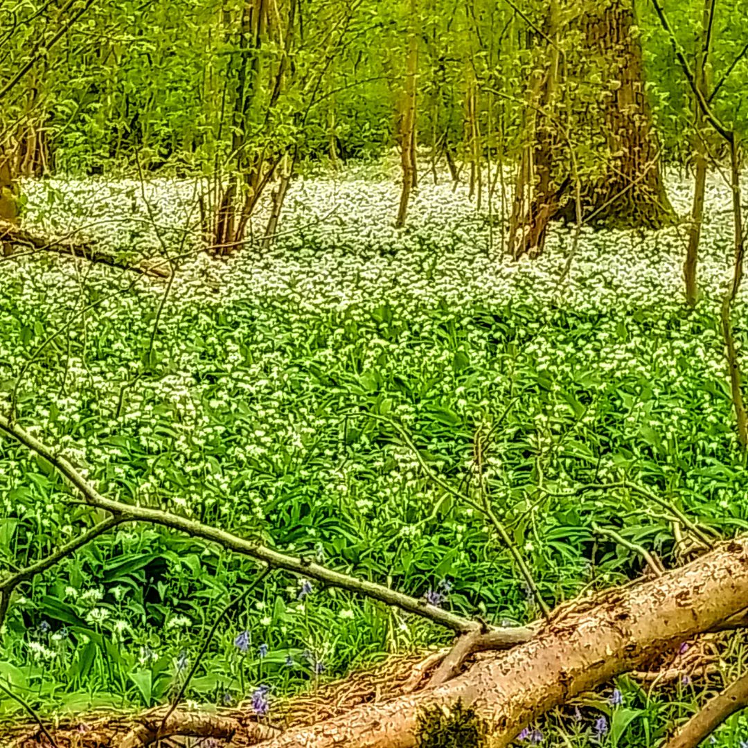BobLuya's tweet photo. @VenetiaJane nice to meet you today. We enjoyed the Wild Garlic wood. https://t.co/aPEspCJ0Rr