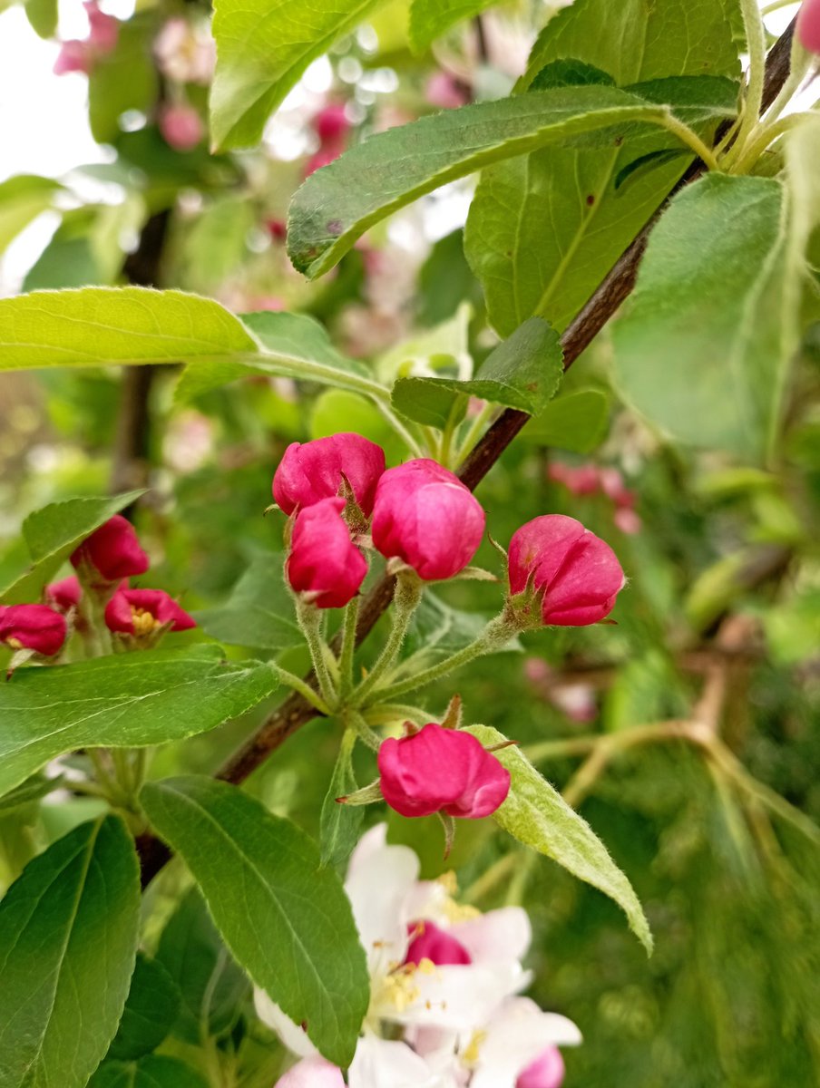 Wild apple blossom today at Scotland Wood, Leeds. Think it might be a crab by the amount of blossom.