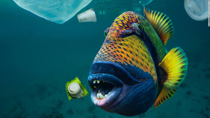 Marine #wildlife such as seabirds, whales, fish and turtles mistake plastic waste for prey. Most then die of starvation as their stomachs become filled with #plastic. #plasticpollution #ocean #marinelife