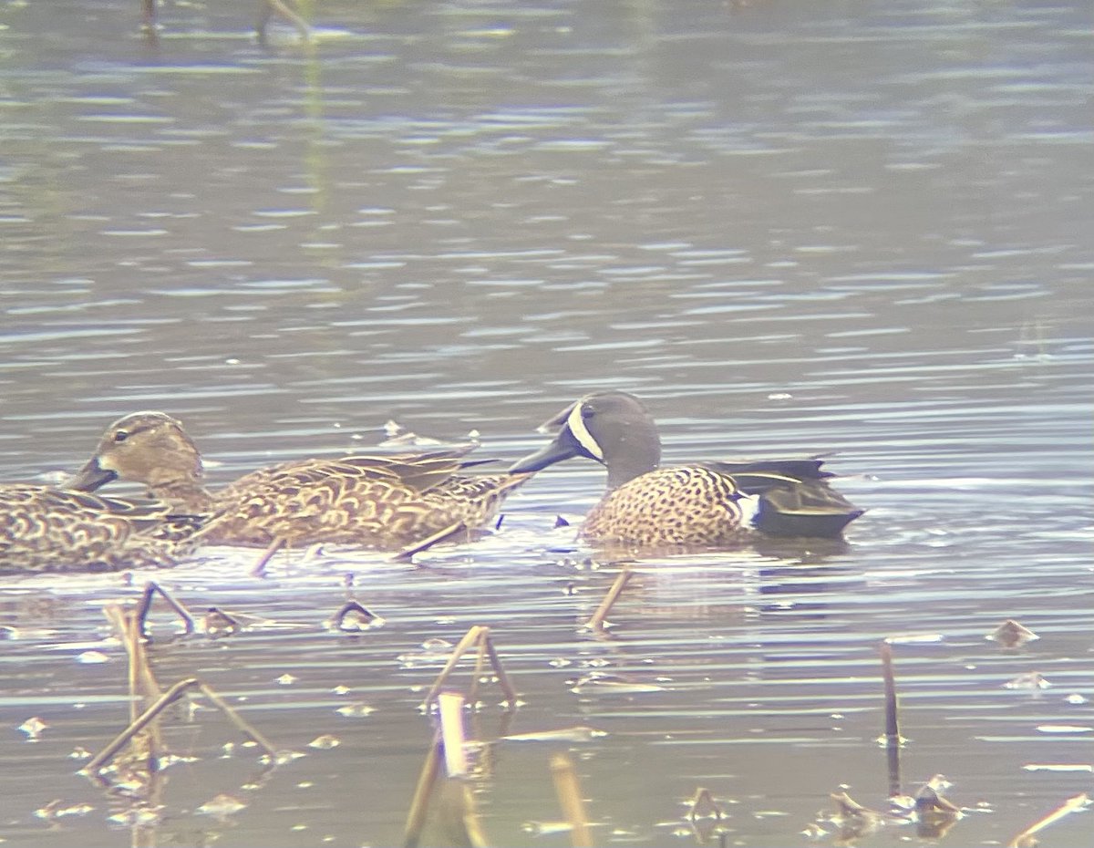Blue-winged Teal in Charlestown, NH today. Probably my favorite plumage of any duck species in North America.