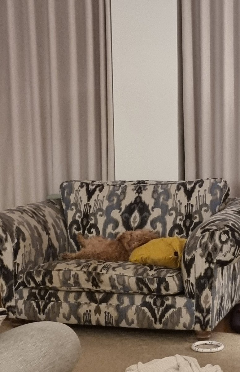 He has his own sofa and cushion. Part of the family