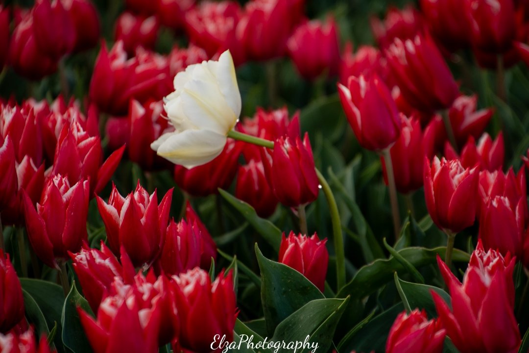 Tulips are my happy place 🥹❤️🥹❤️ #tulips #thenetherlands #photos #photography