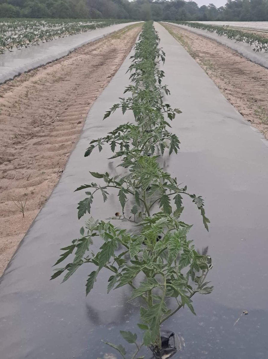 These young tomato plants are being grown in Georgia. This method of planting concentrates heat and moisture for quick growth and keeps weeds from crowding the plants. This method is especially common in the south-east for spring planting. #WeFeedYou