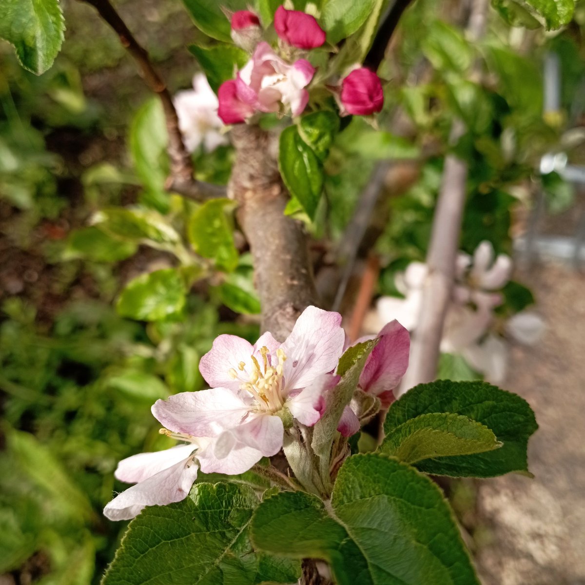 Apple blossom of 'Annas Reinette'.