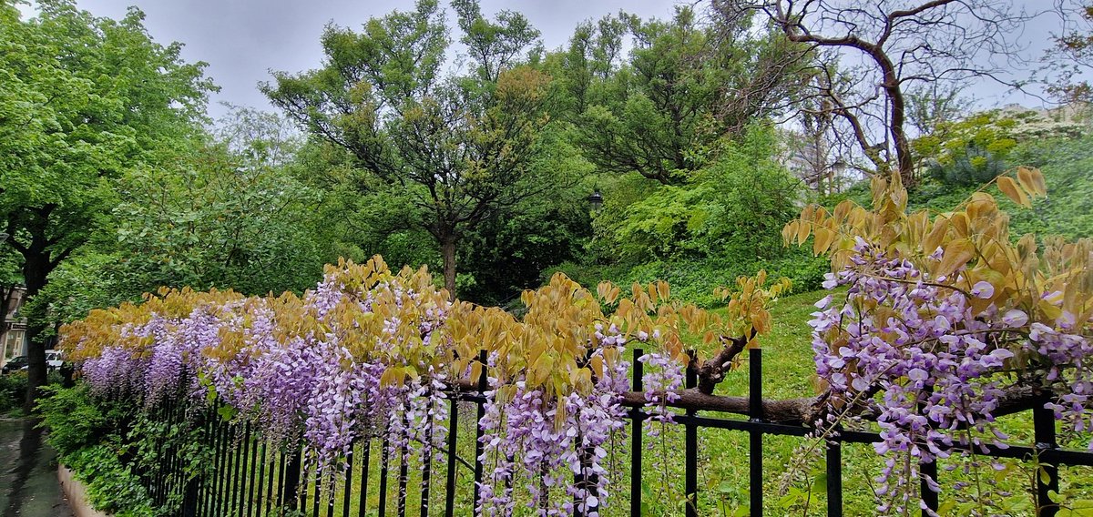 À l'angle de la rue Sorbier et de la rue Orfila, la pluie réussit aux jardins... Qui a dit que ces espaces étaient mal entretenus à Paris ? Le 20e arrondissement est une merveille. #ParisSeTransforme #Paris2024