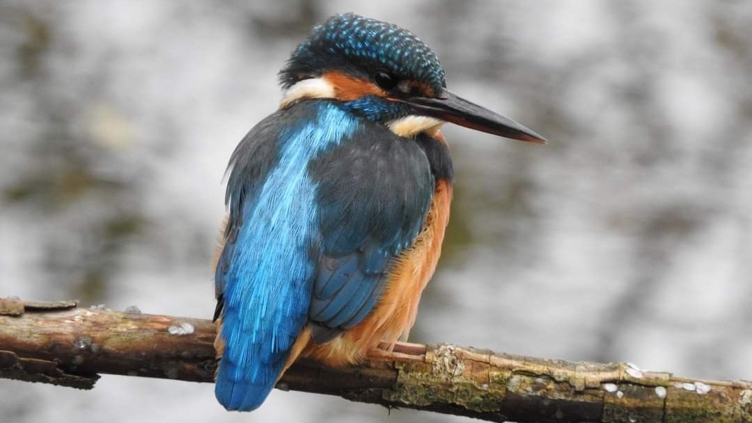 Perched up nicely #nature #wildlife #kingfisher #kingfishers #birdphotography @Natures_Voice