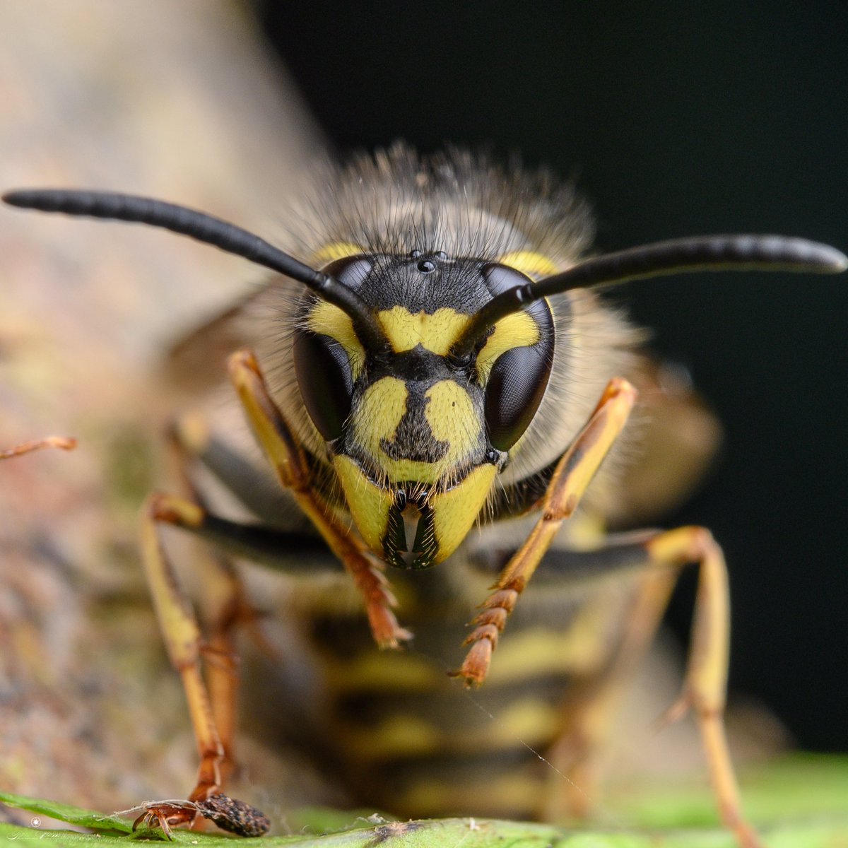 Even physiognomy works in insects. Which one of these insects appears more likely to bite you for literally no reason whatsoever? (Hint: it’s the gayass wasp)