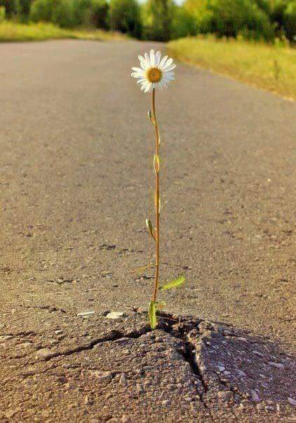 Shout out to all of the flowers growing through concrete!