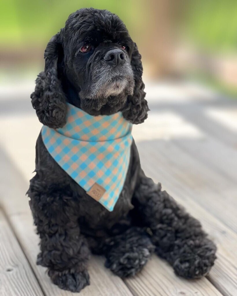 Looking good!! Photos from @thepampered_prince • 'Sunshine state of mind ☀️💙😍 #ootd Plaid Spring bandana from @letsaroo Model code: COCKERS10 🛍️' #noah #plaid #fashion #fashionstyle #americancockerspaniel #ilmycockerspaniel #cockerspaniel #spaniel… instagr.am/p/C5_vckSRYBE/