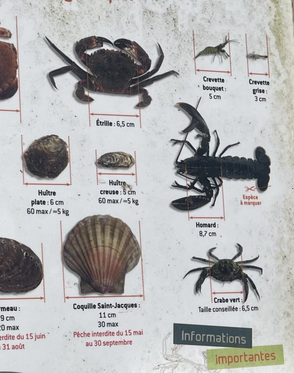 Loving the sign on the approach to one of the beaches in Morlaix Bay - shows what you can expect to see and explains when you can catch them, also how many and the minimum size required if you are thinking of taking any for your consumption. #Shellfish #Crab #Lobster #oysters