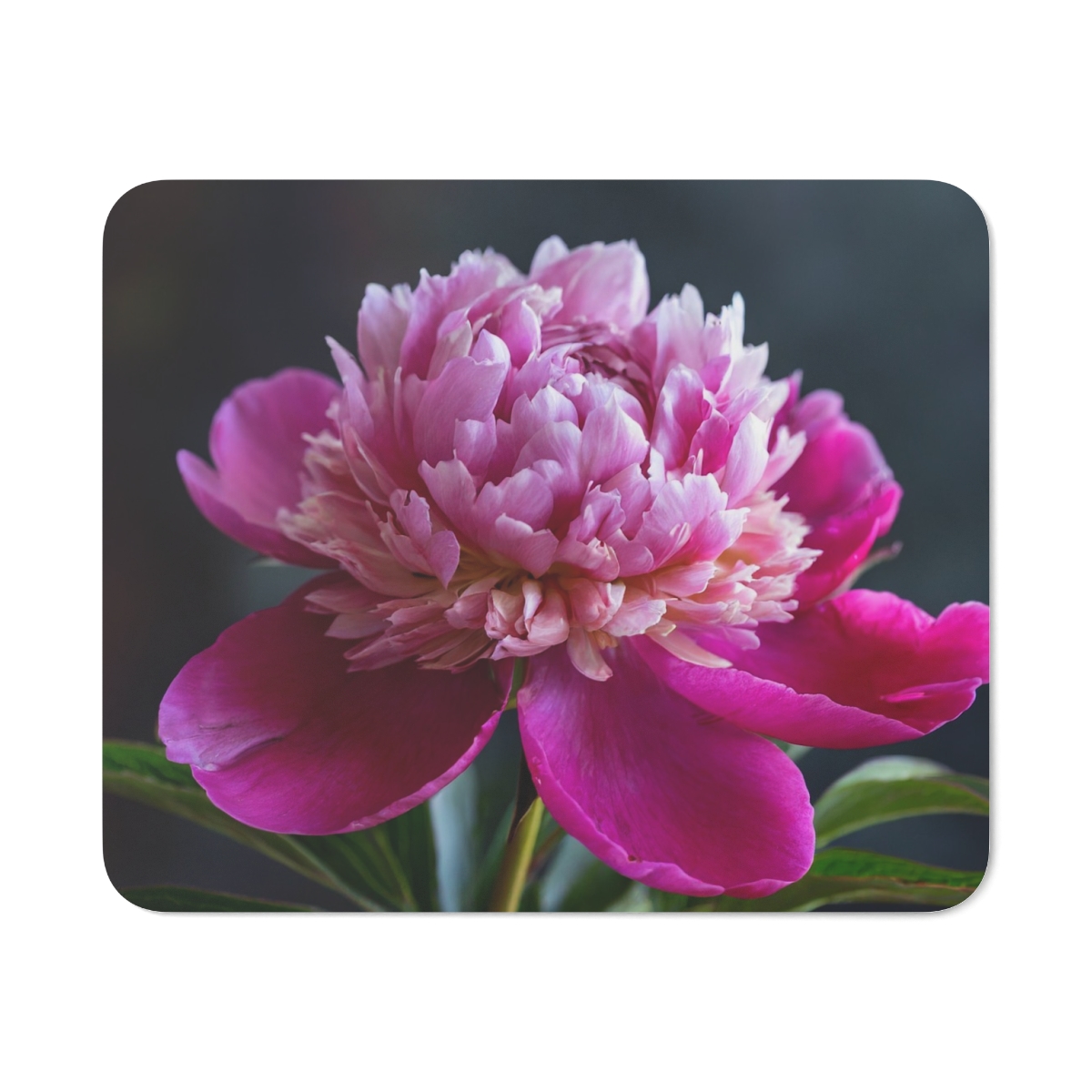 Flower mouse pad
matthyshop.com/product-page/m…

#mousepad #mousepads #mousemat #flower #flowers #flowerlovers