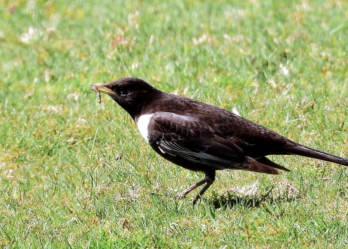 Ring Ouzels on the North Yorks Moors this week @nybirdnews @teesbirds1 @teeswildlife @DurhamBirdClub