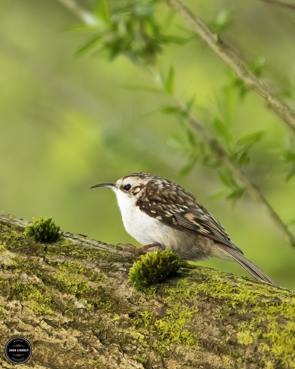 Hey everyone! 👋 Hope your week is off to a fantastic start! 🌟 Just wanted to share a little preview of what's to come tomorrow morning - my cameras are all charged up and ready for an exciting shoot! 📸 @UKNikon @Natures_Voice @_BTO