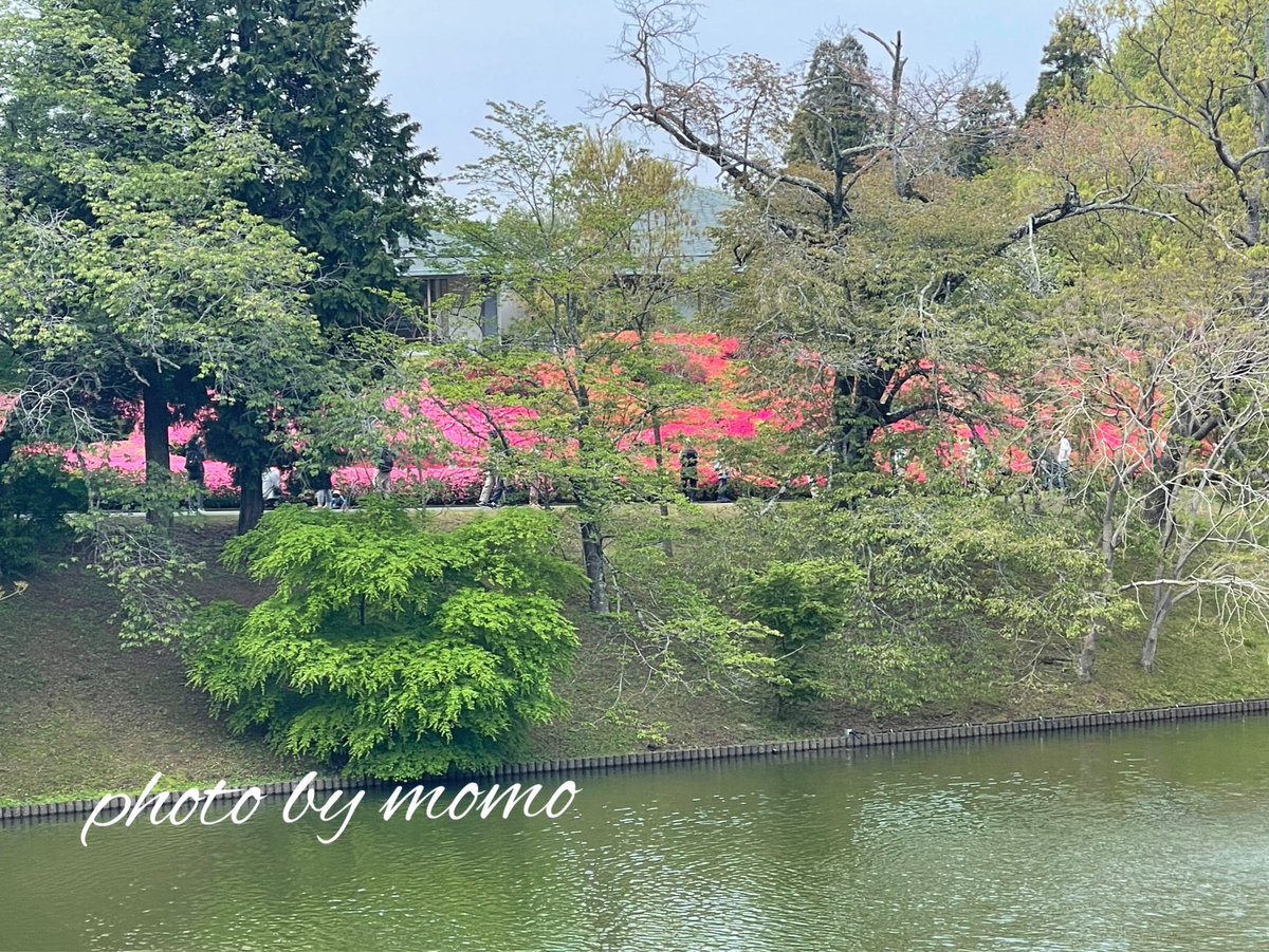 ᘜOOᗪ ᗰOᖇᑎIᑎᘜ🍃 TᕼᗩᑎK YOᑌ ᗩᔕ ᗩᒪᗯᗩYᔕ🐱 ᕼᗩᑭᑭY ᗯᗴᗴKᗴᑎᗪ 🌷🌸💚 昨日は先週日曜日に訪れた川村記念美術館にツツジを見るために再訪しました🏍 前回よりだいぶ開花が進んでいて楽しめました🌺 どんな花も青空の下で見るのが一番ですね❣ #TLを花でいっぱいにしよう