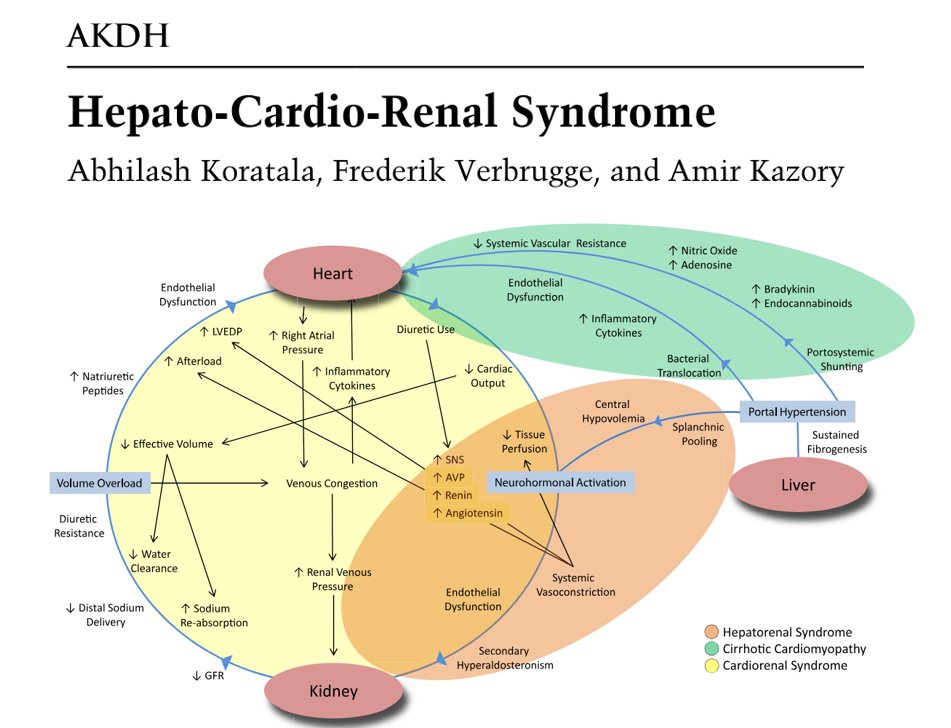 NephroPOCUS tweet media