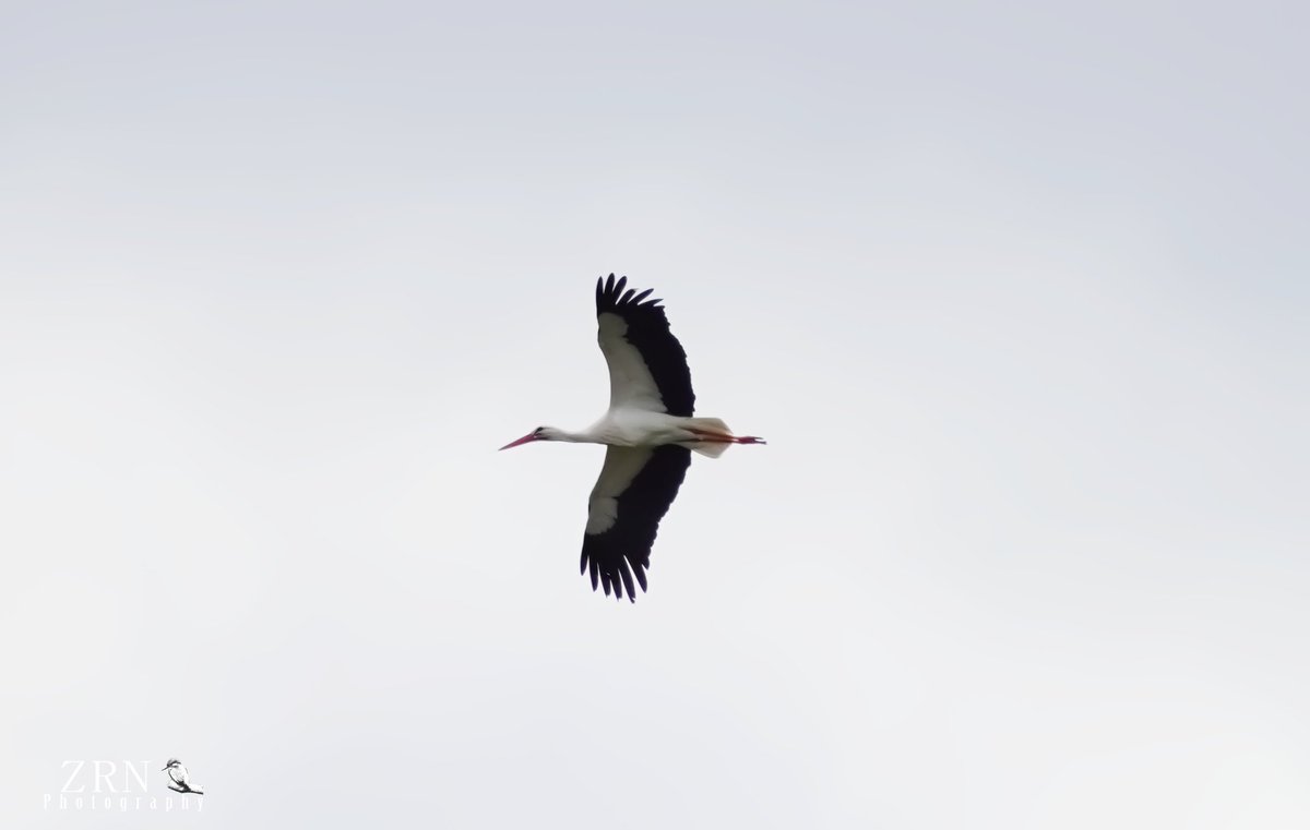 Saw a White Stork while wiating for Bitterns this afternoon 3PM... quite an exciting sighting! @Natures_Voice @RSPBAireValley @RSPBEngland #whitestork #stork #nature #wildlifephotography #birdwatching #birdspotting