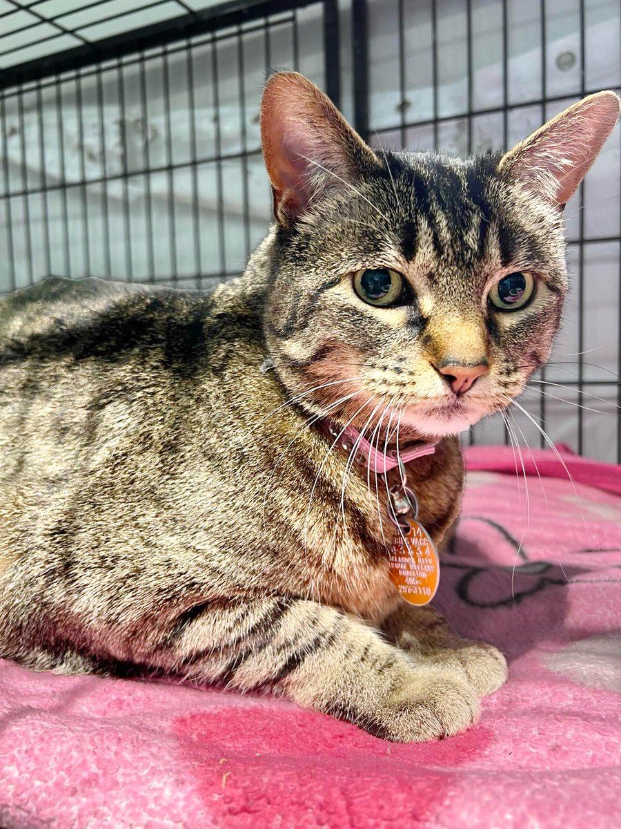 WARR ACRES, OKLAHOMA. 
8 year old Tinker is at risk of euth due to lack of kennel space 😭 this older gal ended up at the shelter after her previous owner passed 😔 She is spayed and vaccinated. She enjoys hanging out with dogs, but prefers to be the only kitty loaf in your life!