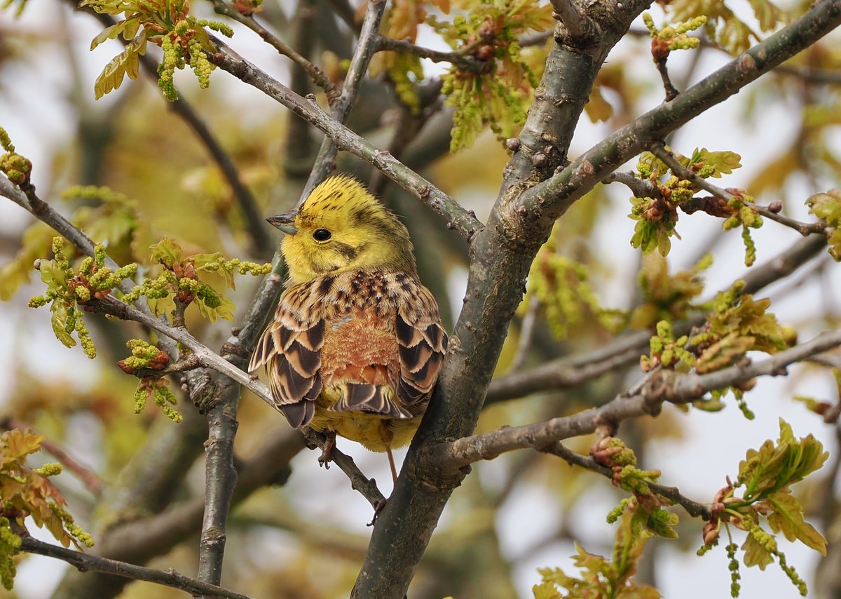 Yellowhammer from this afternoon's walk