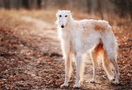 #IfIWereElonMusksDog I’d be a Russian Wolfhound