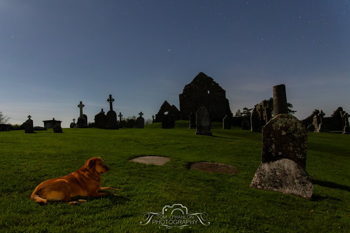 Mans best Friend 😀 had this one for company last night on a failed Aurora shoot at Clonmacnoise, Co. Offaly. This is a 4 second shot, and he stayed so still to my amazment, fill light from my phone and of course the moon.