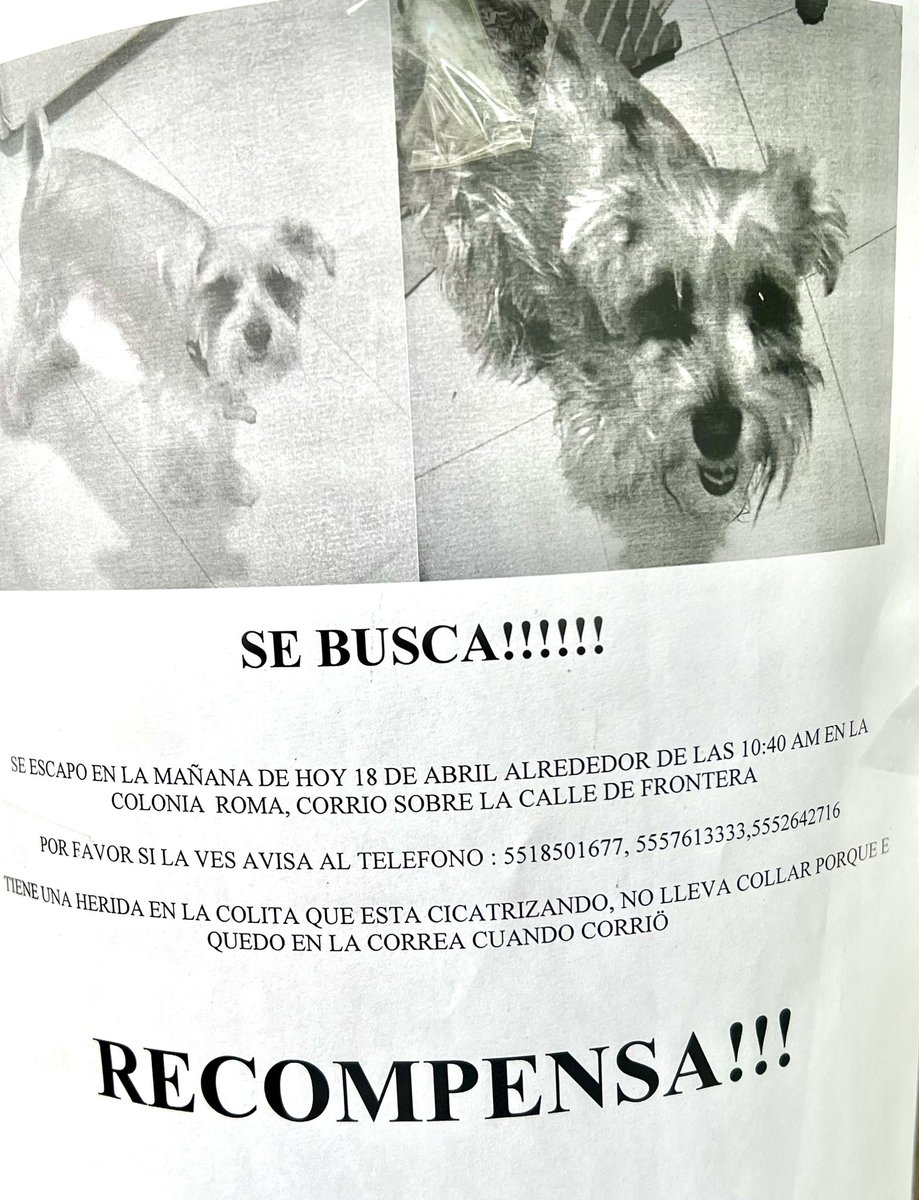 LaRomaMex's tweet photo. ‼️#extraviada #perrita #schnauzer en #laRomaCDMX Ayuda con difusión para que pueda volver a casa‼️datos en la imagen https://t.co/WccHAwRnXP