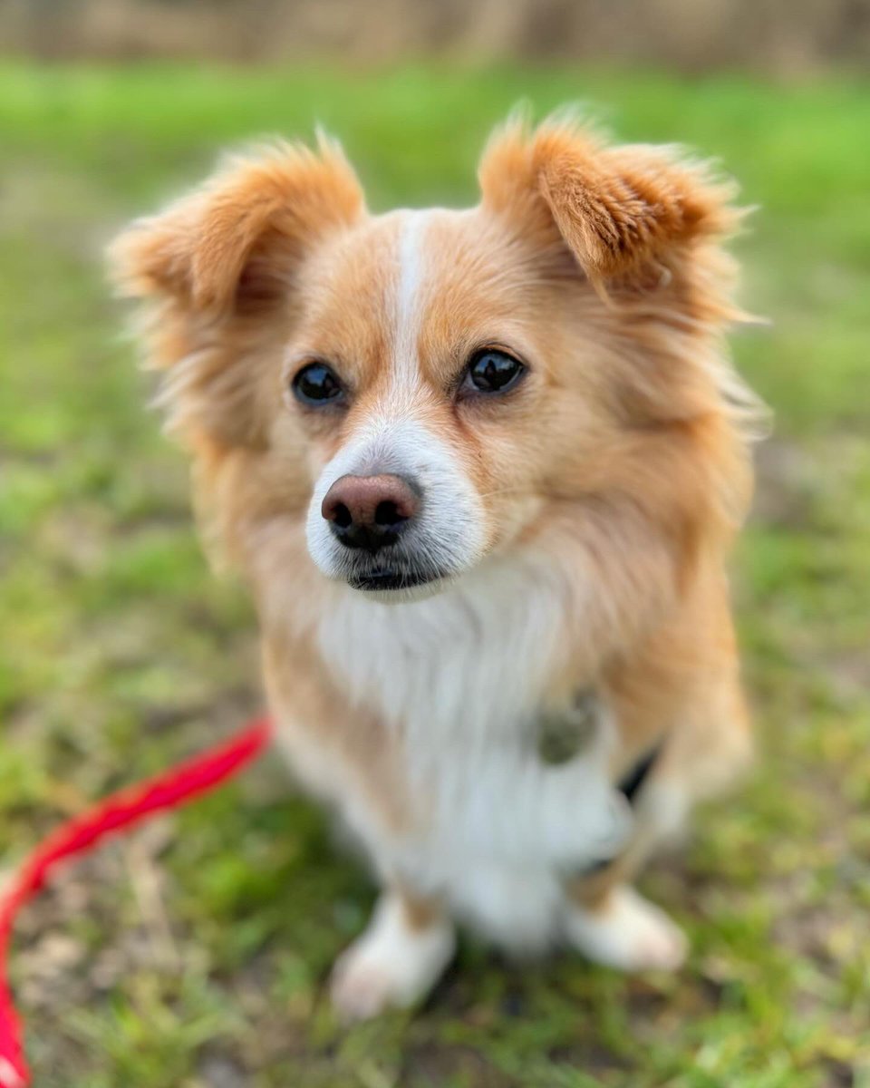 WaggyBoops's tweet photo. Fur-ever in love with Gizmo, our newest fluffy friend 🐶😍 
JackChiMaltese-ing our way through fabulous walks! ✨🐾🦮✨

#waggyboops #cutedog #dogwalking #jackrusselmix #chihuahuamix #maltesemix #pawstoenjoy #overwhelminglyadorable #fluffyfurriend #fluffyhappiness https://t.co/FGRgTpjpu4