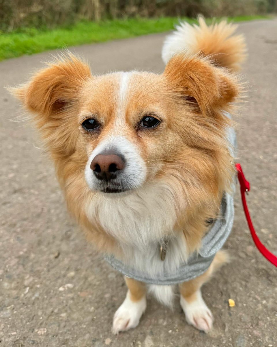 WaggyBoops's tweet photo. Fur-ever in love with Gizmo, our newest fluffy friend 🐶😍 
JackChiMaltese-ing our way through fabulous walks! ✨🐾🦮✨

#waggyboops #cutedog #dogwalking #jackrusselmix #chihuahuamix #maltesemix #pawstoenjoy #overwhelminglyadorable #fluffyfurriend #fluffyhappiness https://t.co/FGRgTpjpu4