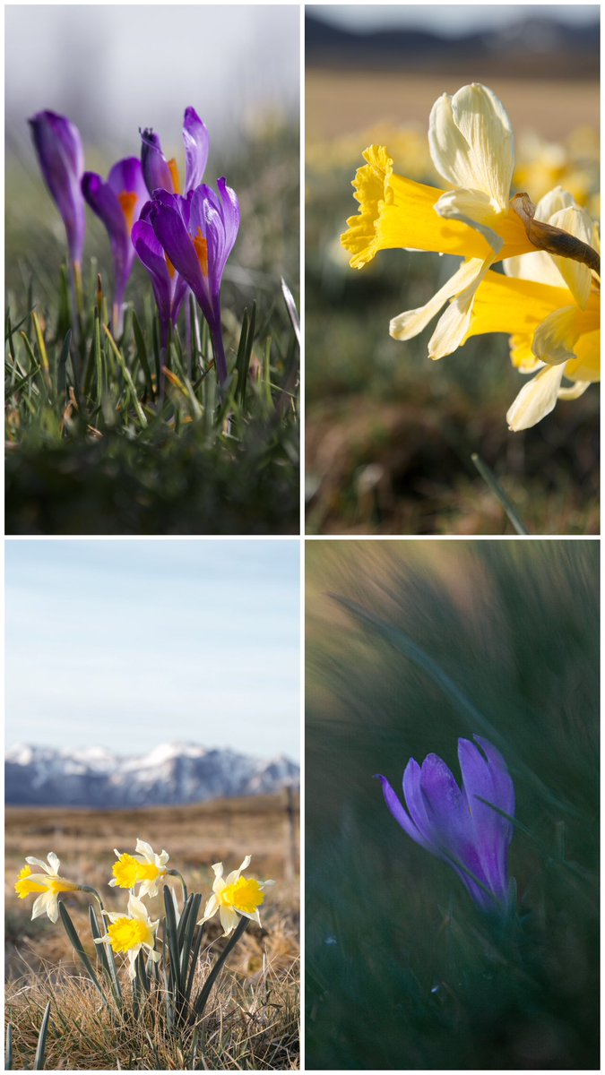 Le printemps en Auvergne 💜💛 #massifdusancy #auvergne #puydedome