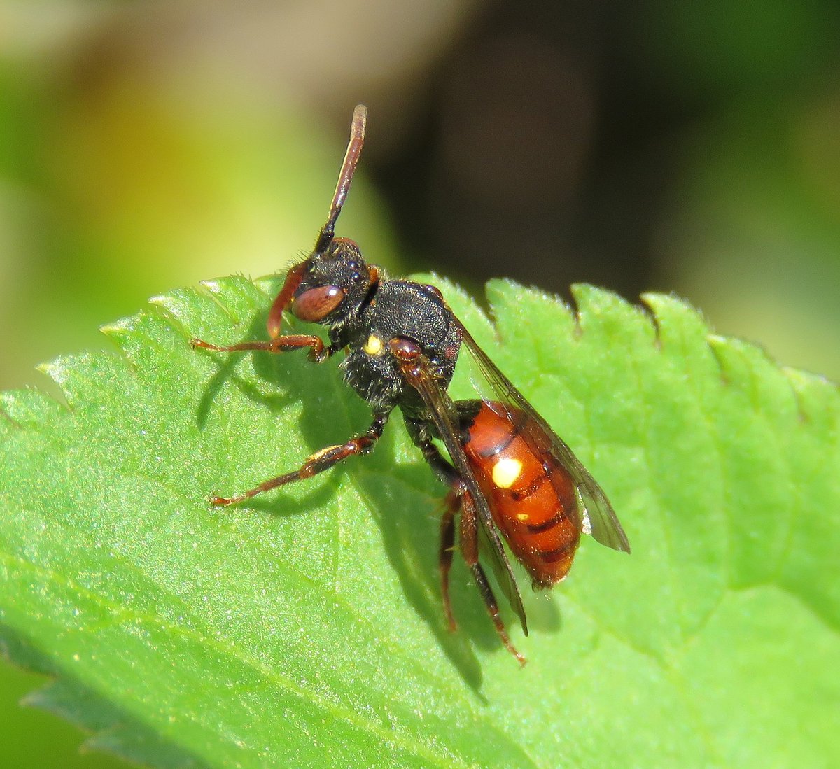 @BenColeman_28 Nice one. Just producing a revised key to nomad bees to incorporate the six new ones and improve some of the key couplets. N. ferruginata is still officially RDB1 but massively increased. Turned up at Ufton Fields last year.